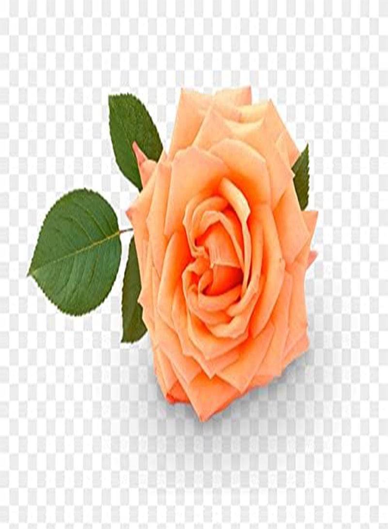 جي جوت بذور زهرة الورد البرتقالية المتسلقة، زهور جميلة لزراعة حديقة المنزل من شركة Heavy Torch (20 بذرة) - Image 1