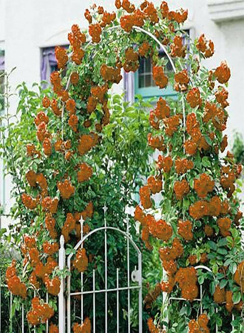 جي جوت بذور زهرة الورد البرتقالية المتسلقة، زهور جميلة لزراعة حديقة المنزل من شركة Heavy Torch (20 بذرة) - Image 2