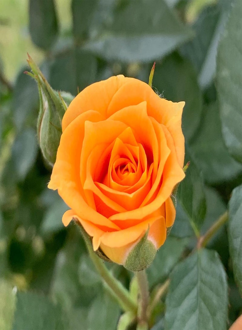 جي جوت بذور زهرة الورد البرتقالية المتسلقة، زهور جميلة لزراعة حديقة المنزل من شركة Heavy Torch (20 بذرة) - Image 3