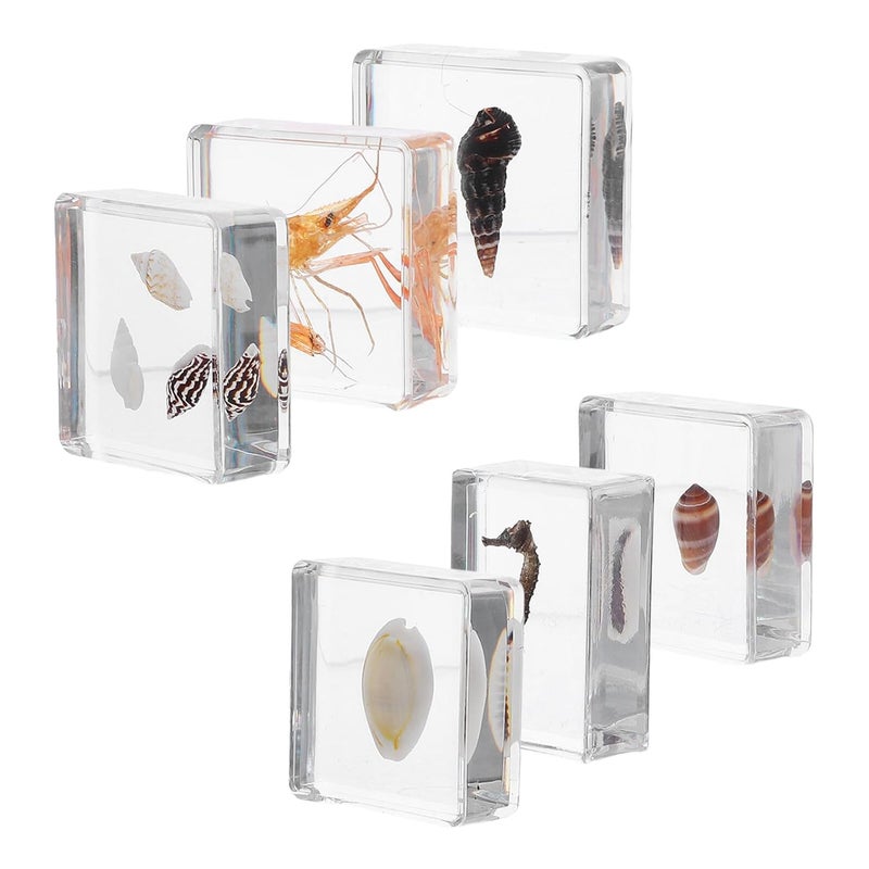 6pcs Resin Sea Life Model Set with Conch Shells, Seahorse, Shrimp Marine Specimens, Educational Scientific Collection for Primary School Science Teaching and Desk Decor - Image 1