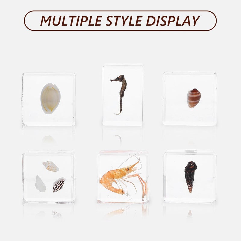 6pcs Resin Sea Life Model Set with Conch Shells, Seahorse, Shrimp Marine Specimens, Educational Scientific Collection for Primary School Science Teaching and Desk Decor - Image 3
