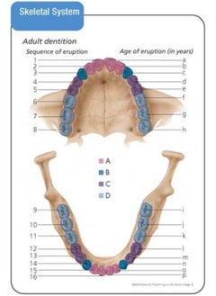 Anatomy & Physiology Flash Cards  - Image 5