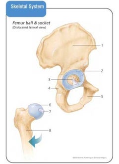 Anatomy & Physiology Flash Cards  - Image 4