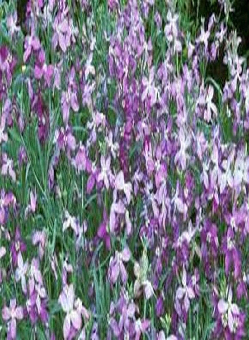 GGOOT Evening Scented Stock- 250 Seeds - - Image 2