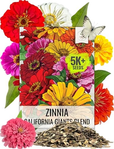 Seed Needs Zinnia Seeds California Giants Variety | 5,000+ Heirloom Seeds Zinnia Elegans Open Pollinated | Prolific Large Multicolor Blooms Makes a Great Cut Flower | Bulk - Image 1
