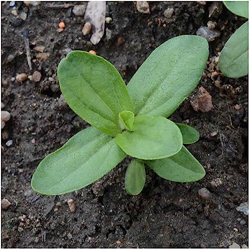 Seed Needs Zinnia Seeds California Giants Variety | 5,000+ Heirloom Seeds Zinnia Elegans Open Pollinated | Prolific Large Multicolor Blooms Makes a Great Cut Flower | Bulk - Image 5