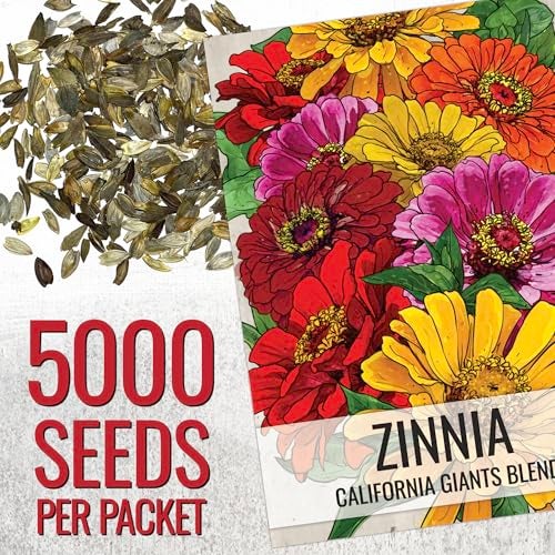 Seed Needs Zinnia Seeds California Giants Variety | 5,000+ Heirloom Seeds Zinnia Elegans Open Pollinated | Prolific Large Multicolor Blooms Makes a Great Cut Flower | Bulk - Image 2