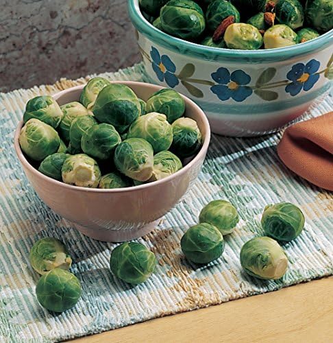 Burpee Catskill Heirloom Brussels Sprouts Seeds 100 seeds - Image 2