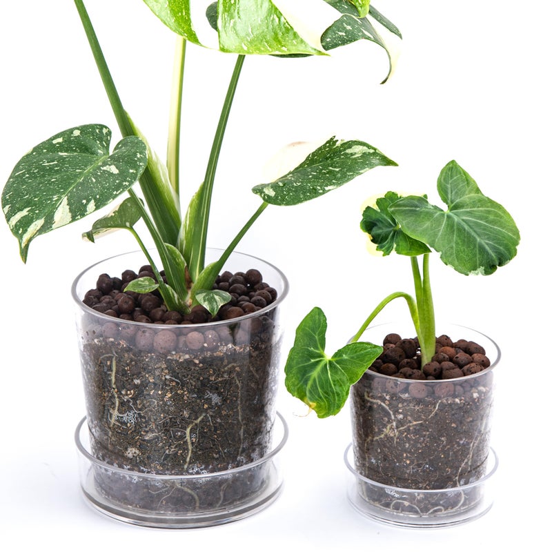 Phoenix Vine 3.5 Inch 4.5 Inch Clear Acrylic Houseplants Planter Pot with Tray, Orchid Pot with Drainage Holes, Deep Saucer for Bottom Watering, Transparent Containers for Indoor Plants, Herbs, 91-B-V - Image 1