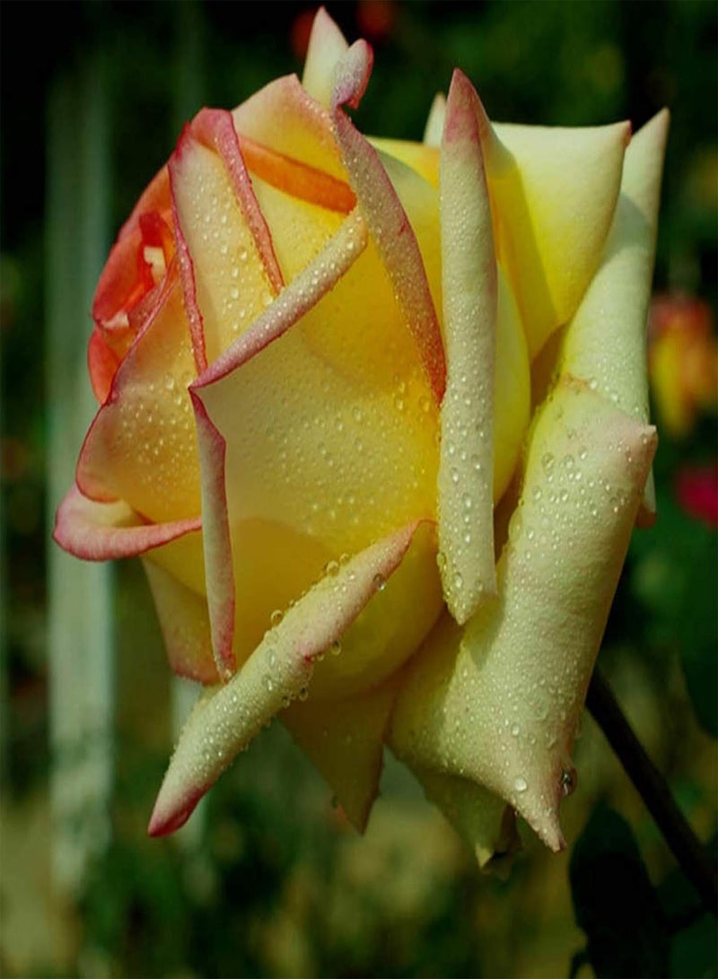 جي جوت بذور 100 قطعة من بذور زهرة الورد المختلطة للزراعة الداخلية والخارجية في الحديقة والفناء نباتات طازجة سهلة النمو بذور مزيج الألوان - Image 3