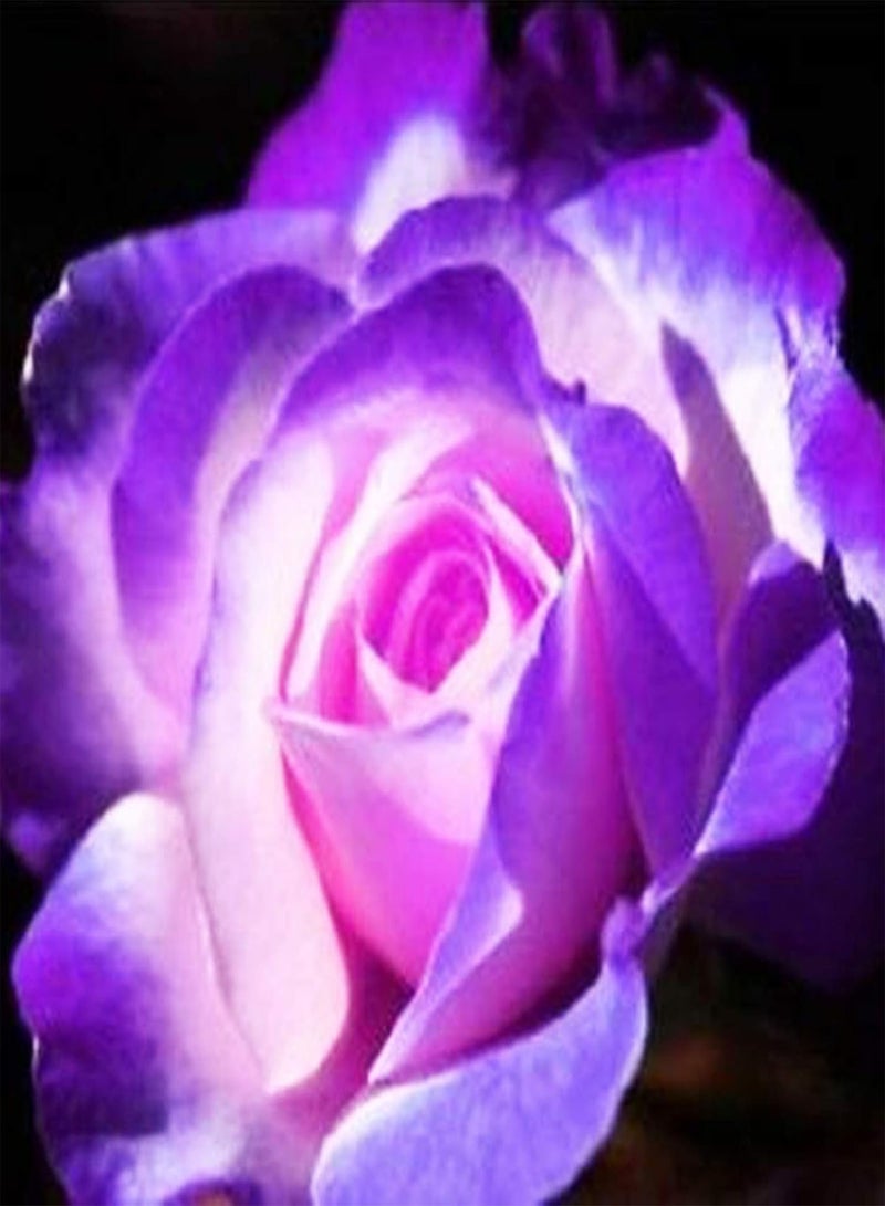 جي جوت بذور 100 قطعة من بذور زهرة الورد المختلطة للزراعة الداخلية والخارجية في الحديقة والفناء نباتات طازجة سهلة النمو بذور مزيج الألوان - Image 5