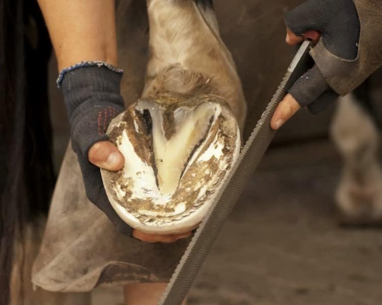 Heller Black Master Hoof Rasp, Case Hardened Steel, 42.5 x 4.3 x 0.5 cm, 1.4 pounds - Image 4