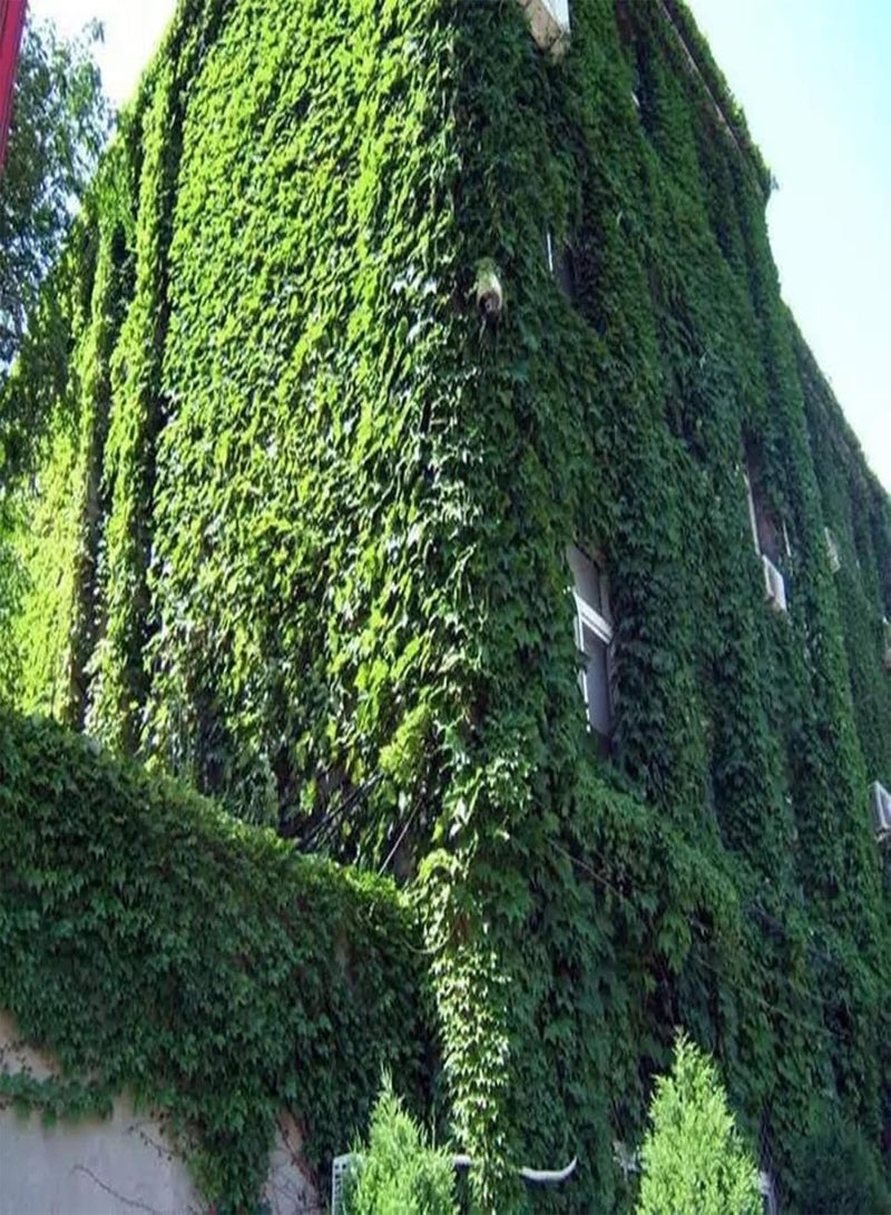 GGOOT 120Pcs Green Ivy Seeds Groundcover Creeper Grass Garden Home Plant Wall Decor - Ivy Seeds - Image 2