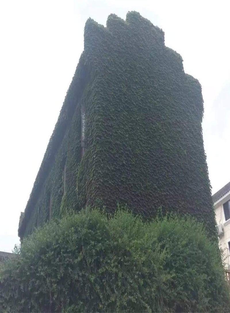 GGOOT 120Pcs Green Ivy Seeds Groundcover Creeper Grass Garden Home Plant Wall Decor - Ivy Seeds - Image 3