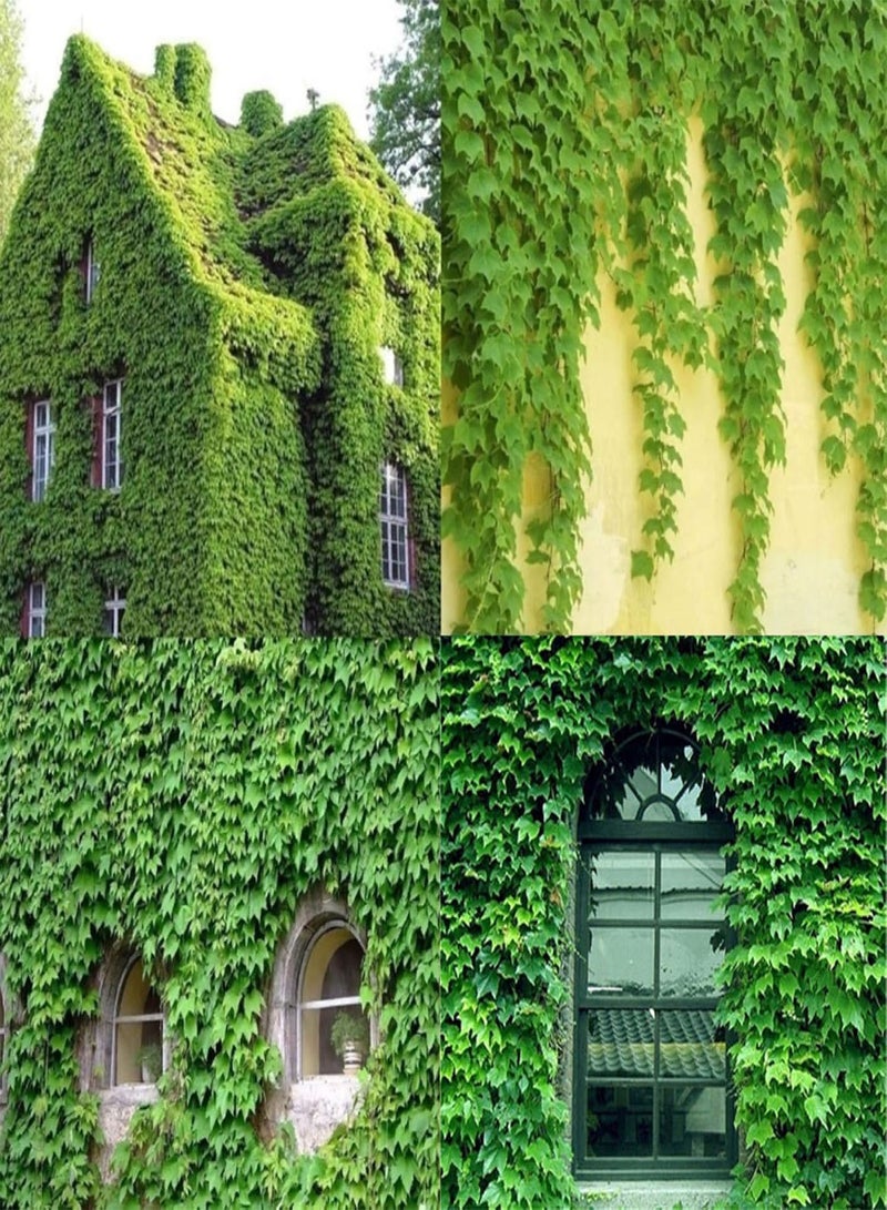 GGOOT 120Pcs Green Ivy Seeds Groundcover Creeper Grass Garden Home Plant Wall Decor - Ivy Seeds - Image 1