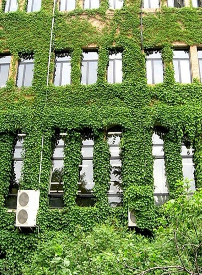 GGOOT 120Pcs Green Ivy Seeds Groundcover Creeper Grass Garden Home Plant Wall Decor - Ivy Seeds - Image 5