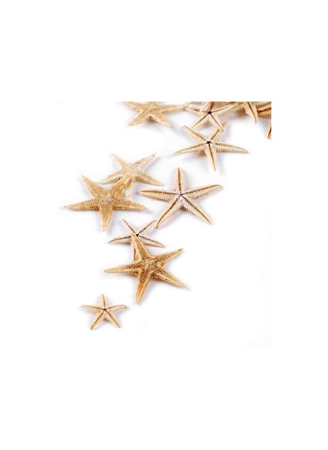 The Bros 100 Pcs Small Starfish Star Sea Shell Beach for Craft 0.4"-1.9"Starfish for Wedding Decor, Beach Theme Party, Home Decoration  - Image 5