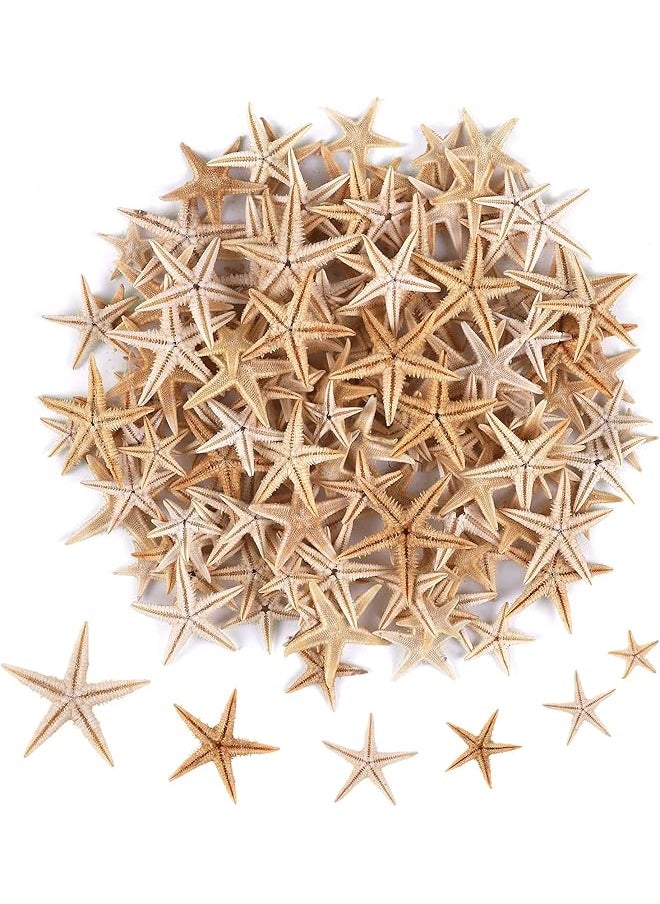The Bros 100 Pcs Small Starfish Star Sea Shell Beach for Craft 0.4"-1.9"Starfish for Wedding Decor, Beach Theme Party, Home Decoration  - Image 1