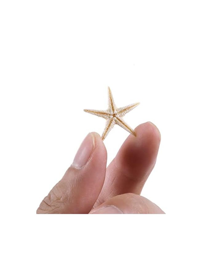 The Bros 100 Pcs Small Starfish Star Sea Shell Beach for Craft 0.4"-1.9"Starfish for Wedding Decor, Beach Theme Party, Home Decoration  - Image 3
