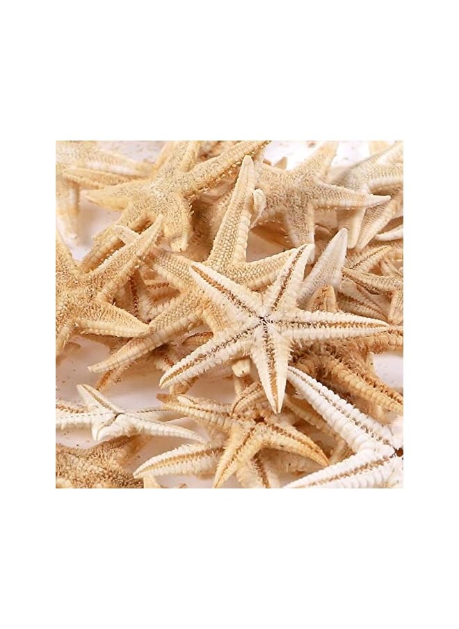 The Bros 100 Pcs Small Starfish Star Sea Shell Beach for Craft 0.4"-1.9"Starfish for Wedding Decor, Beach Theme Party, Home Decoration  - Image 4