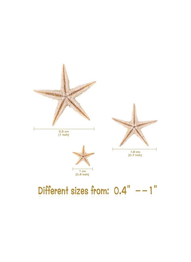 The Bros 100 Pcs Small Starfish Star Sea Shell Beach for Craft 0.4"-1.9"Starfish for Wedding Decor, Beach Theme Party, Home Decoration  - Image 2