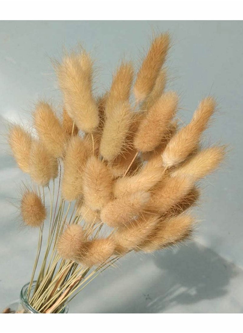 KASTWAVE - Dried Rabbit Tail Grass,  60 Pcs Natural Dry Grass Dried Flowers Bouquet, Wedding Dry Flower Bunch, for Home Garden Party Decor, Flower Arrangement - Image 1