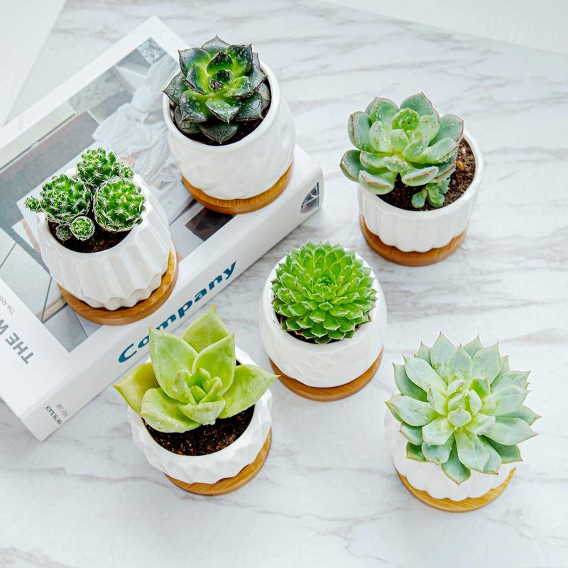 B SEPOR Set of 6 White Simple Porcelain Planters for Small Plant Pots Baby Succulent Cactus with Drainage and Saucer for Home Office Decoration Gift(White Stripes) - Image 3