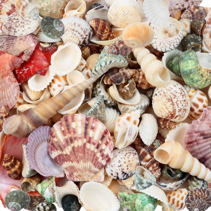 200 PCS SEA SHELLS BULK MIXED OCEAN BEACH SEASHELLS FOR KIDS VARIOUS SIZES NATURAL SEA SHELL FOR CRAFTS HOME DECORATIONS BEACH THEME PARTY WEDDING DECOR DIY CRAFTS CRAFTING SHELLS