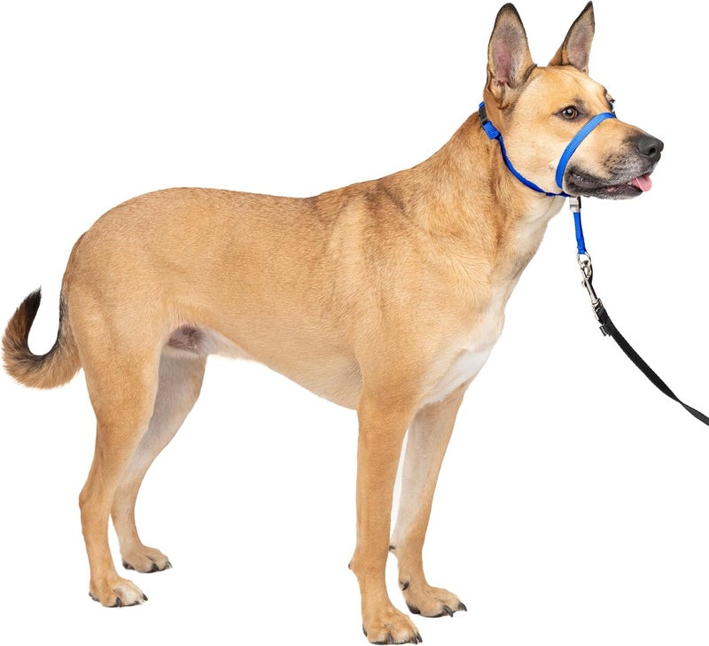PetSafe Gentle Leader Headcollar - No-Pull Dog Collar for Leash & Harness Training - Medium, Royal Blue - Image 1