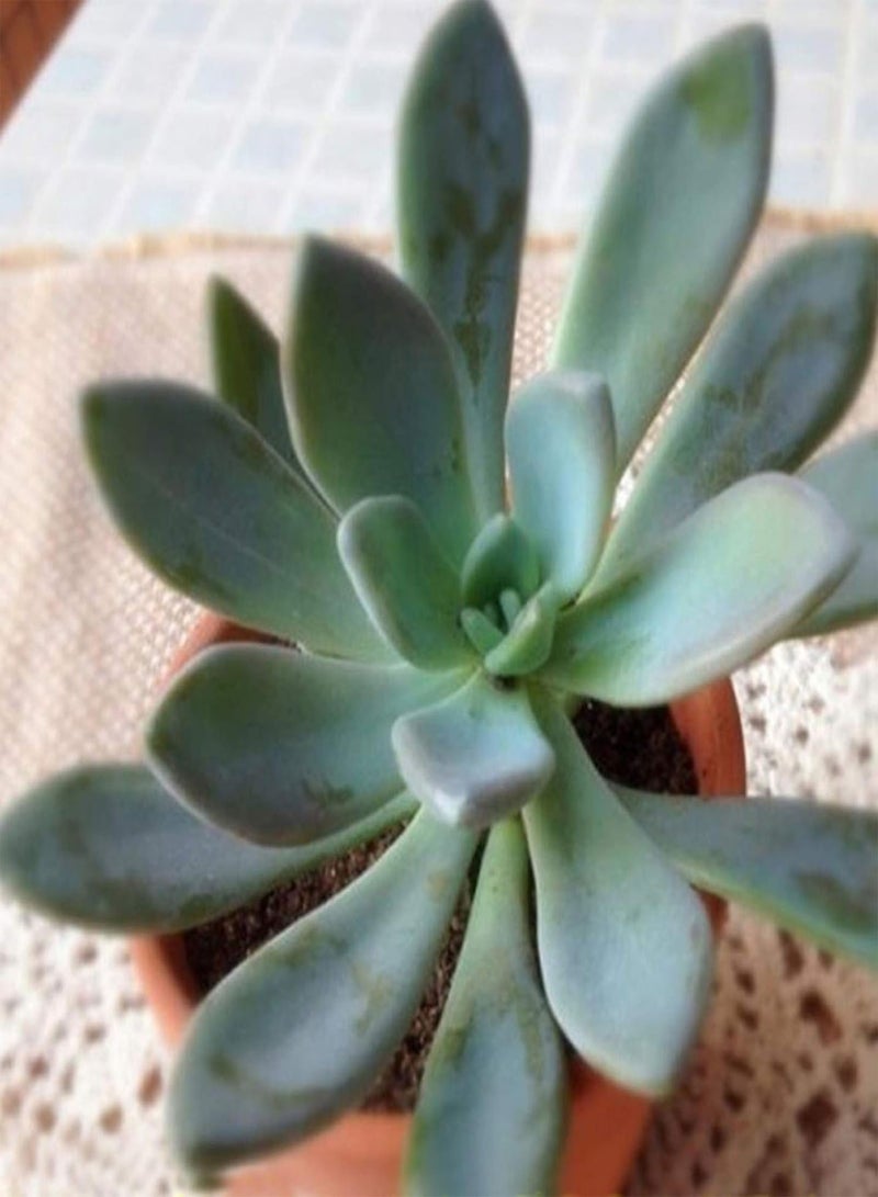 GGOOT Green Garden Flower Plants-1 Bag Succulent Plant Seed Mini Easy Cultivating Mixed Special Angiosperm Seed for Yard - Succulents Seeds  - Image 3