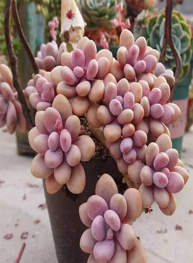 GGOOT Green Garden Flower Plants-1 Bag Succulent Plant Seed Mini Easy Cultivating Mixed Special Angiosperm Seed for Yard - Succulents Seeds  - Image 5