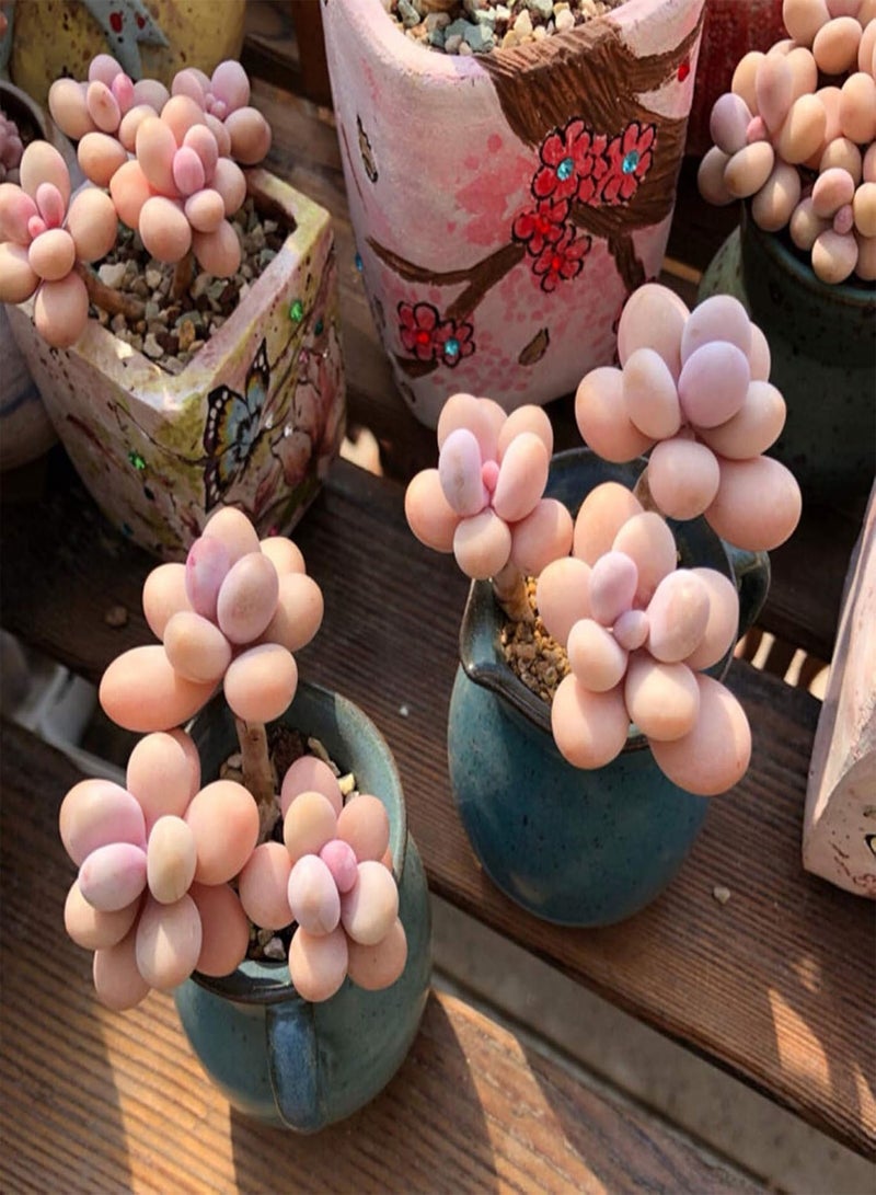 GGOOT Green Garden Flower Plants-1 Bag Succulent Plant Seed Mini Easy Cultivating Mixed Special Angiosperm Seed for Yard - Succulents Seeds  - Image 4