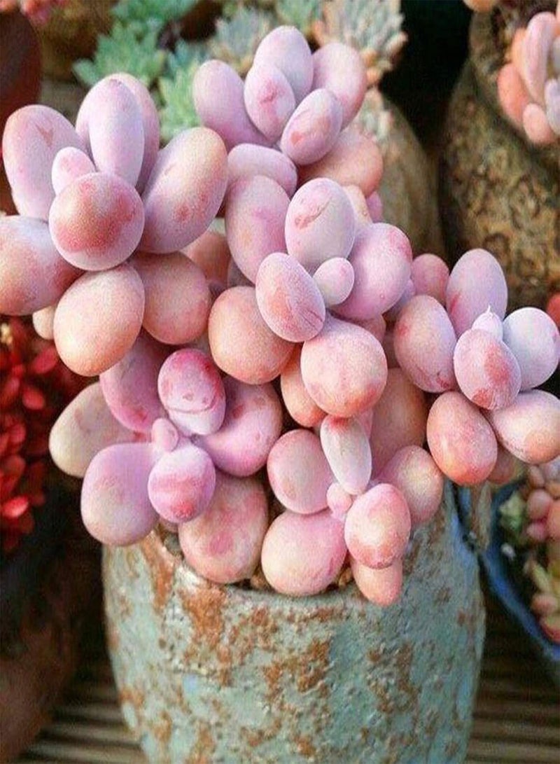 GGOOT Green Garden Flower Plants-1 Bag Succulent Plant Seed Mini Easy Cultivating Mixed Special Angiosperm Seed for Yard - Succulents Seeds  - Image 2