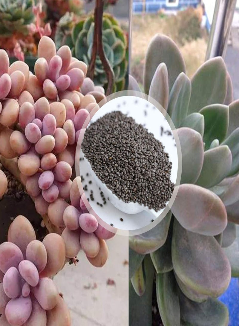 GGOOT Green Garden Flower Plants-1 Bag Succulent Plant Seed Mini Easy Cultivating Mixed Special Angiosperm Seed for Yard - Succulents Seeds  - Image 1