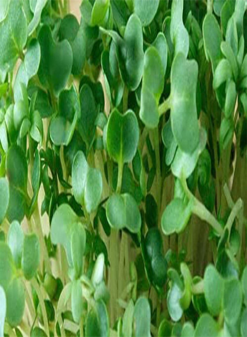 جي جوت جرجير الخردل العضوي / بذور اللفت - 3500 بذرة - Image 2