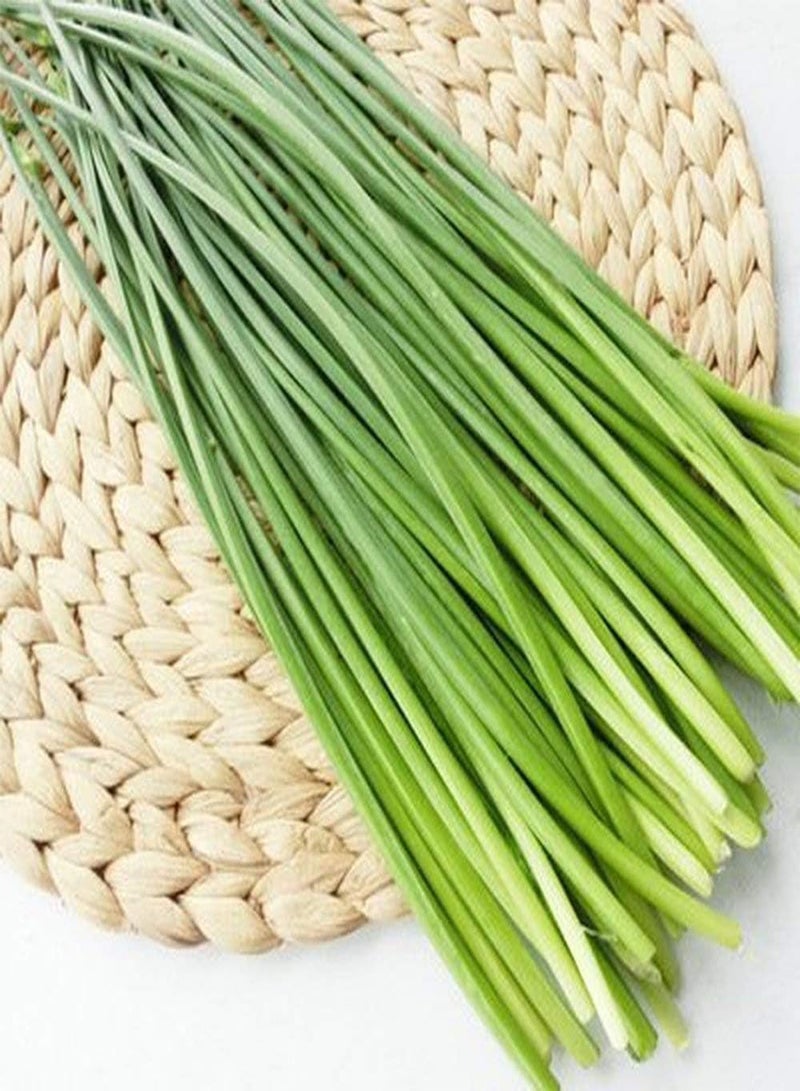 جي جوت 300 قطعة من بذور الكراث الصيني، بذور الثوم المعمر، محصول أساسي للمزارع الخارجية، بذور تراثية غير معدلة وراثيًا، تزرع على مدار العام، سهلة الإنبات، قدرة قوية على التكيف، مناسبة للمبتدئين - Image 1