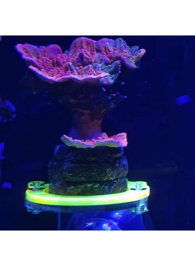 kcrygogo Coral Frag Holder Acrylic Coral Rack with Powerful Suction Cup Suitable for Household Fish Tanks (4pcs Fluorescent Four-Color Single-Hole Acrylic Stand) - Image 4