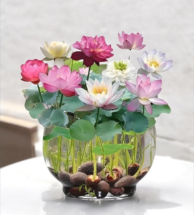 Innate Lotus Flower Seeds for Home Garden Pack of 20, 100% IMPORTED Japanese Mix Colour, Original Rainbow Seeds for Plant in Water, Summer Plants for Gardening | Live Indoor Plants. - Image 4