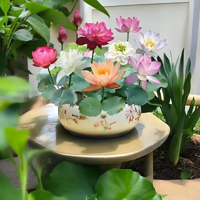 Innate Lotus Flower Seeds for Home Garden Pack of 20, 100% IMPORTED Japanese Mix Colour, Original Rainbow Seeds for Plant in Water, Summer Plants for Gardening | Live Indoor Plants. - Image 5