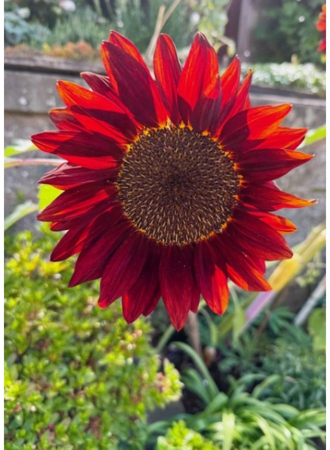 50PCS Red Sunflower Seeds. Sunflower Flower Seeds Are Sown in All Seasons And Are Suitable For Indoor And Balcony Ornamental Potted Plants - Image 1