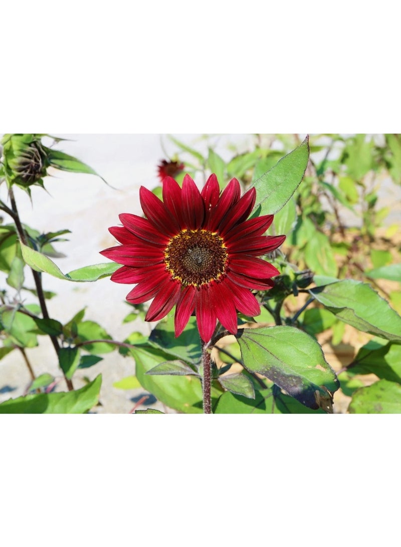 50PCS Red Sunflower Seeds. Sunflower Flower Seeds Are Sown in All Seasons And Are Suitable For Indoor And Balcony Ornamental Potted Plants - Image 2