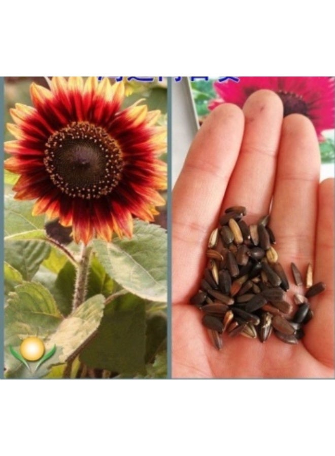 50PCS Red Sunflower Seeds. Sunflower Flower Seeds Are Sown in All Seasons And Are Suitable For Indoor And Balcony Ornamental Potted Plants - Image 3