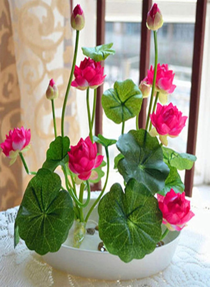 GGOOT 10Pcs Bowl Lotus Seeds Bonsai Plants Home Garden Hydroponic Aquatic Flower Decor - Rose Red 10pcs Bowl Lotus Seeds - Flower Seeds Vegetable Seeds Fruit Seeds Garden Plant Seeds  - Image 1