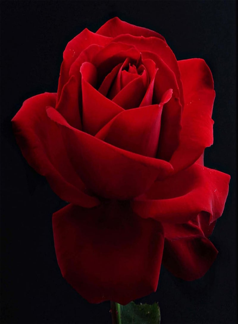 جي جوت كيس واحد (100 قطعة) من بذور زهرة الورد | زهرة بوليانثا الحمراء، مستلزمات البستنة المنزلية، شتلات للحديقة، بذور ورد، مقاس واحد - Image 4