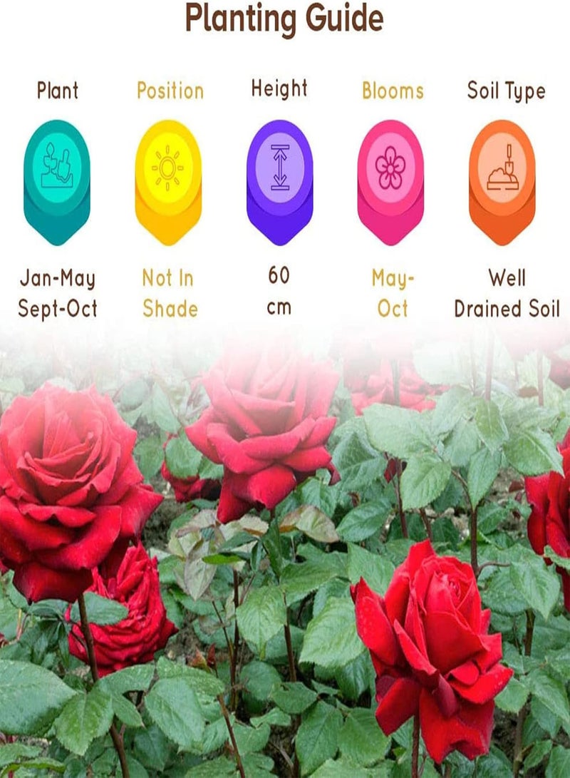 جي جوت كيس واحد (100 قطعة) من بذور زهرة الورد | زهرة بوليانثا الحمراء، مستلزمات البستنة المنزلية، شتلات للحديقة، بذور ورد، مقاس واحد - Image 5