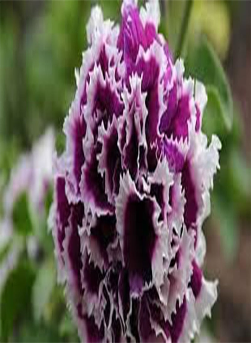 بذور طازجة 100 قطعة من بذور الزهور المعمرة المعلقة للزراعة باللون الوردي