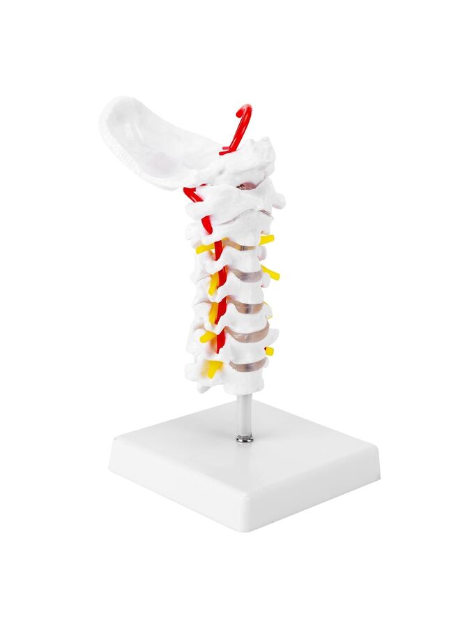 LAMAY Cervical Spine Model, 1:1 Life Size Anatomical Cervical Spine Model Showing Spinal Nerves and Arteries, Ideal Tool For Medical Teaching Anatomy Research Patient Teaching - Image 1