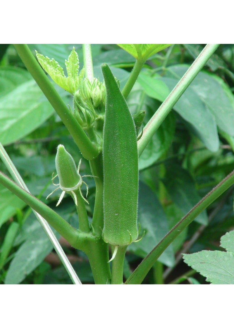 أجريماكس بذور بامية الرصاص الأصابع عالية الجودة من Agrimaxgroup® - Image 2