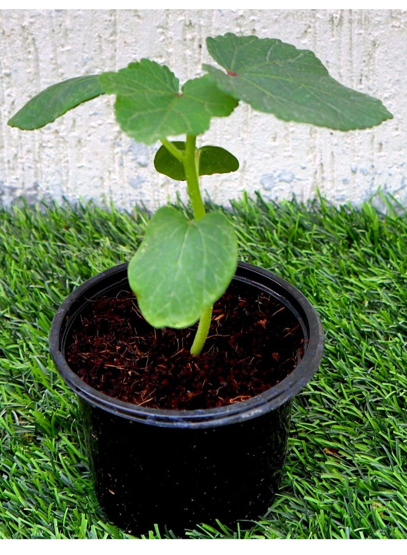 أجريماكس بذور بامية الرصاص الأصابع عالية الجودة من Agrimaxgroup® - Image 4