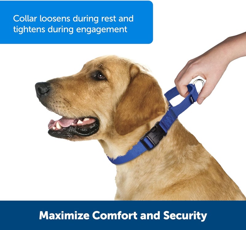 PetSafe Martingale Dog Collar with Quick-Snap Buckle - Small, 3/4 Inch, Royal Blue - Image 2
